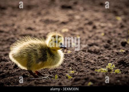 Eine kleine, flauschige Kanadas-Gänse (Branta canadensis) steht allein auf der reichen, dunklen Erde der Dufferin Islands in Niagara Falls, Ontario. Stockfoto