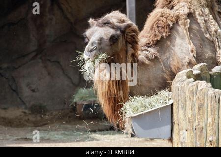Zwei bucklige Baktrische Kamele (Camelus bactrianus), die im Frühling große Mengen Fell im Milwaukee County Zoo in Wisconsin abgeben Stockfoto