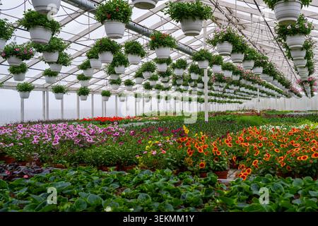 Reihen hängender Blumenkörbe über bunt blühenden Pflanzen in der gewerblichen Gewächshausschule Stockfoto