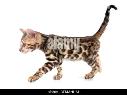 Bengal Katze vor weißem Hintergrund Stockfoto