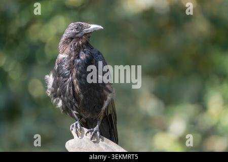 Juvenile Aaskrähe (Corvus Corone) auf Stein mit Blick nach oben, London, England, Großbritannien Stockfoto