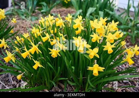 Eine Gruppe von leuchtenden gelben Narzissen, die in einem Gartenbeet mit grünen Blättern und Mulch wächst. Stockfoto