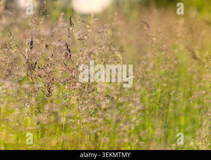 Goldene Wiesengräser in sanftem Abendlicht Stockfoto