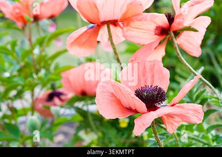 Ein helles Tageslichtfoto mit mehreren großen, lachsrosa orientalischen Mohnblumen (Papaver orientale) in voller Blüte. Im Vordergrund steht ein Det Stockfoto