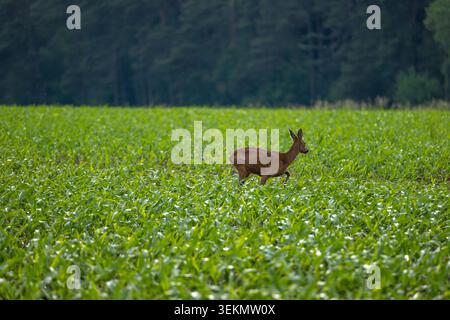 Reh spazieren durch das üppige grüne Maisfeld am bewölkten Sommertag Stockfoto