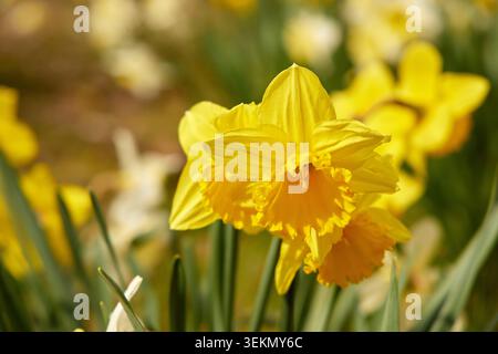 Schöne Nahaufnahme von leuchtenden gelben Narzissen-Blüten, die in einem sonnigen Frühlingsgarten mit weichem Bokeh-Hintergrund blühen. Stockfoto