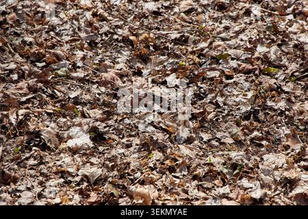 Dichte Textur von alten trockenen, braunen Herbstblättern, die nach dem Winter in einer natürlichen Musterschicht den Wald- oder Gartenboden bedecken. Stockfoto