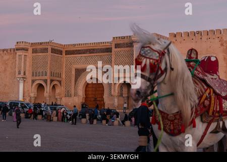 Gekleidetes weißes Pferd auf dem El Hedim Platz mit historischem Bab Mansour Tor bei Sonnenuntergang, das traditionelle marokkanische Reisen einfängt Stockfoto