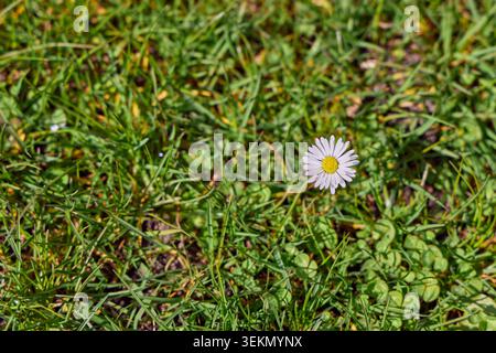 Eine einzelne kleine gewöhnliche Gänseblümchenblume mit weißen Blüten und einem gelben Zentrum, die im Frühling zwischen leuchtendem grünem Gras auf einem Rasen blüht. Stockfoto