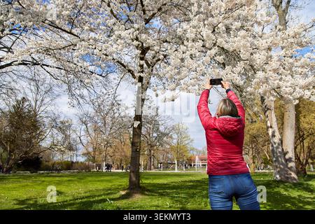 Eine Frau in roter Jacke steht unter einem blühenden Kirschbaum und macht ein Smartphone-Foto von weißen Frühlingsblüten in einem wunderschönen Park. Stockfoto