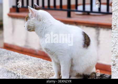 Weiße Katze, die in Seitenansicht auf einer Gartenmauer in einem Wohnviertel von Paphos, Zypern, sitzt. Ruhige mediterrane Straßenkatzenszene Stockfoto