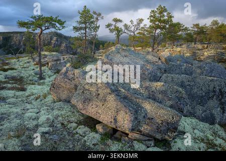 Moosbedeckte Felsen auf einem Hügel mit Bäumen Stockfoto