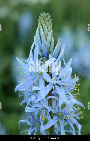 Camassia. Camassia cusickii 'blau', auch Cusick's Camass genannt. Mit charakteristischen blauen Blüten im Frühjahr. UK Stockfoto