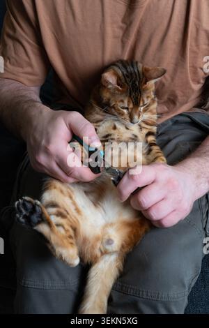 Vertikale Nahaufnahme eines Mannes, der die Klauen einer schönen bengalischen Hauskatze mit speziellen professionellen Schneidemaschinen sorgfältig schneidet. Der exotische Fleck Stockfoto