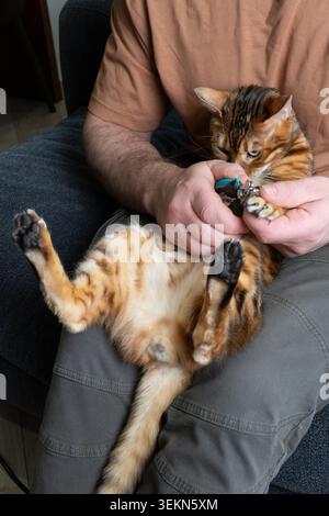 Vertikale Nahaufnahme eines Mannes, der die Klauen einer schönen bengalischen Hauskatze mit speziellen professionellen Schneidemaschinen sorgfältig schneidet. Der exotische Fleck Stockfoto