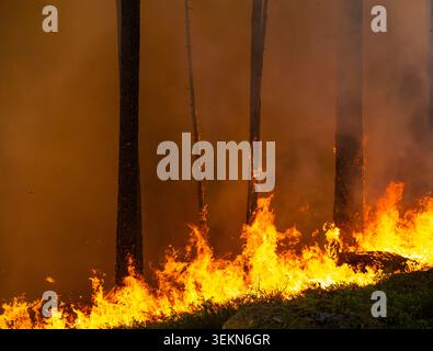 Nahaufnahme brennbarer Baumstämme im Wald Stockfoto