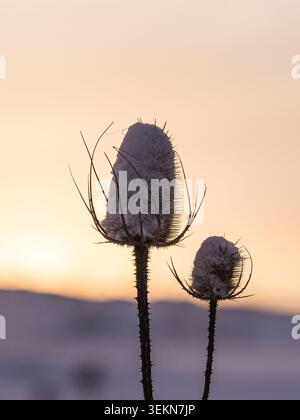 Nahaufnahme einer frostigen Teaselpflanze gegen den Himmel bei Sonnenuntergang Stockfoto