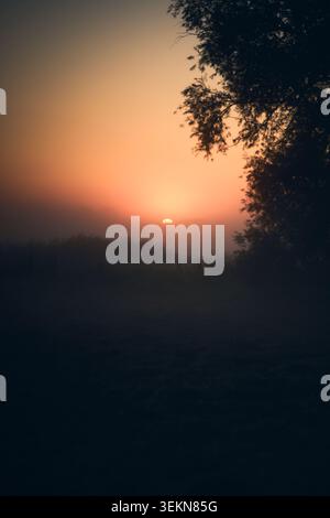 Goldene Sonne untergeht hinter einem nebeligen Horizont mit dunklen Baumsilhouetten, die die Szene umrahmen, und sanftes orangefarbenes Licht, das in einen ruhigen Abendhimmel verblasst Stockfoto