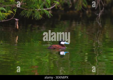 Männliche Ruddy-Ente mit leuchtendem blauem Schnabel schwimmt in ruhigem, grünem Wasser mit Reflexion Stockfoto