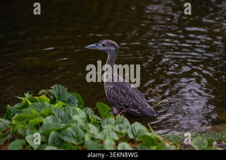 Junger gelbgekrönter Nachtreiher, der im flachen Teichwasser in der Nähe von grünem Laub steht Stockfoto