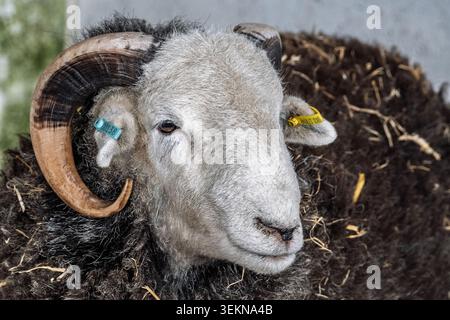 Ein feiner Kopf gekrümmter Hörner auf diesem Herdwick Widder. Stockfoto