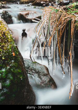Eiszapfen bildeten sich auf Gras gegen unscharfe Bewegungen des Wasserfalls im Wald Stockfoto