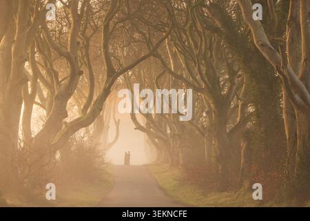 Frisch vermähltes Paar auf der Dark Hedges Road in County Antrim, Nordirland. Frühjahr (März) 2026. Stockfoto
