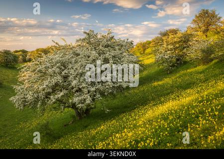 Weißdorn in voller Blüte umgeben von blühenden Cowslips in den Cotswolds, Broadway Tower, Worcestershire, England. Frühjahr (Mai) 2026. Stockfoto
