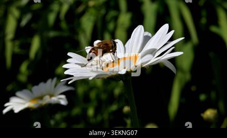 Nahaufnahme einer Drohnenfliege, die sich am Blumenkopf einer Gänseblümchen ernährt Stockfoto