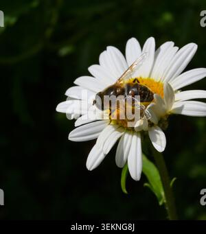 Nahaufnahme einer Drohnenfliege, die sich am Blumenkopf einer Gänseblümchen ernährt Stockfoto