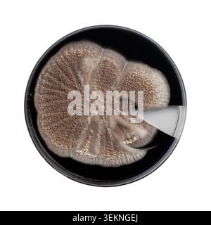 Filamentöses Pilzwachstum auf der Petrischale mit Sabouraud-Dextrose-Agar mit Schwarzfarbstoff Stockfoto