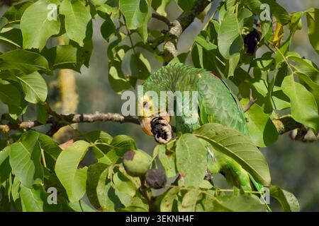 Gelbköpfiger amazonas ernährt sich von einer Walnuss zwischen den Blättern Stockfoto
