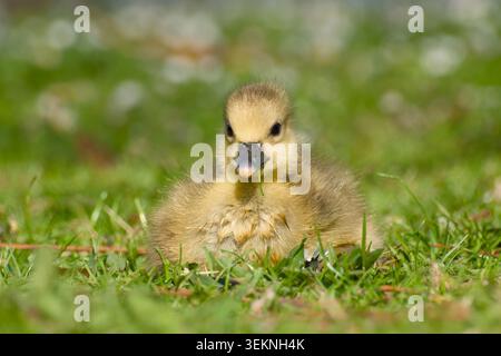 Graue Gänse-Gänsehaut Porträt mit Gras im Schnabel, auf grünem Gras mit verschwommenem Hintergrund sitzend Stockfoto