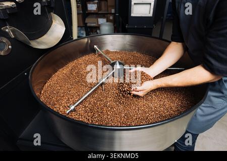 Ein Barista schöpft frisch geröstete Kaffeebohnen aus dem Fass einer Industriemaschine Stockfoto