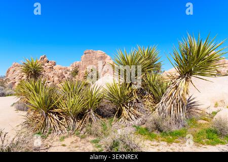 Mojave Yucca Pflanzen wachsen vor großen Granitfelsen unter klarem blauen Himmel im Joshua Tree Park California. Der Sandboden ist bedeckt Stockfoto