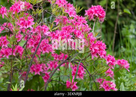 Leuchtend rosa Azaleen-Blüten gruppieren sich auf einem blühenden Sträucher vor einem sanften grünen Gartenhintergrund. Üppige Frühlingsblüten erinnern an Frische, Farbe und Natürlichkeit Stockfoto