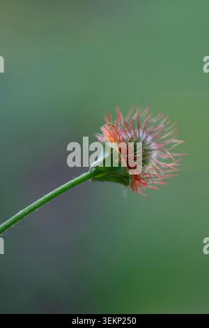 Eine Geum-Blütenstand auf einem weichen, verschwommenen Hintergrund. Sommerzeit. Stockfoto