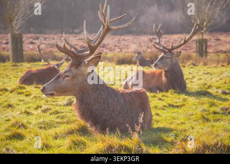 Rotwild in Richmond Park, London, heller sonnendurchfluteter Tag Stockfoto