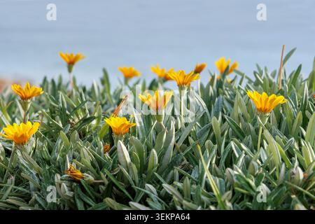Gelbe Gazania Blumen blühen im Küstengarten Zyperns mit mediterranem Meer Hintergrund Stockfoto