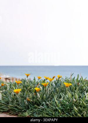 Gazania blüht im Küstengarten Zyperns mit Hintergrund des Mittelmeers und Kopierraum Stockfoto
