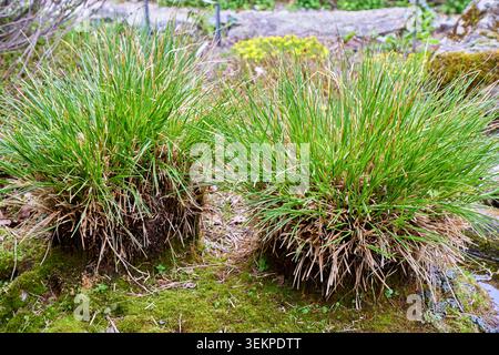 Zwei dichte Büschel von grünem Ziergras (Carex), die auf einem moosigen Boden in einem Frühlingsgarten oder Steinpark wachsen. Stockfoto