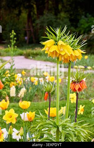 Schöne gelbe Krone Kaiserblumen (Fritillaria imperialis lutea) blühen in einem Frühlingsgarten mit Orangenfritillaria und Tulpen. Stockfoto