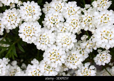 Aus nächster Nähe blühende weiße immergrüne Süßigkeitenblüten (Iberis sempervirens), die einen dichten Blumenteppich in einem Frühlingsgarten bilden. Stockfoto
