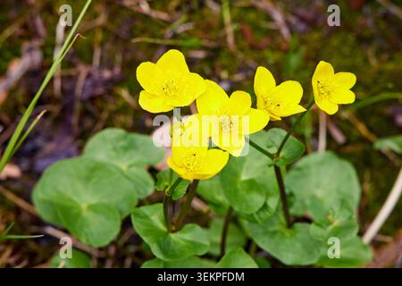 Eine Nahaufnahme von hellgelben Sumpfblumen, die im Frühjahr in einer feuchten Waldumgebung mit grünen Blättern blühen. Stockfoto