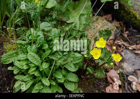 Eine Nahaufnahme von hellgelben Sumpfblumen, die im Frühjahr in einer feuchten Waldumgebung mit grünen Blättern blühen. Stockfoto
