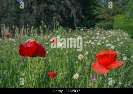 Wildblumenwiese mit rotem Mohn, Ochsenaugen und Kornblumen Stockfoto