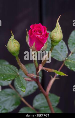 Rosa Rosenblüte umgeben von ungeöffneten Knospen mit Regentropfen auf Blättern in einer Gartenumgebung. Stockfoto