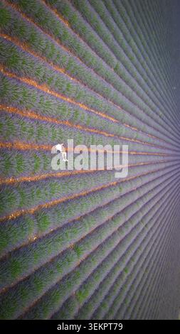 Luftaufnahme einer Person, die zwischen perfekt geraden Reihen blühenden lila Lavendels auf dem Valensole Lavender Field in Valensole, Provence-Alpes, liegt Stockfoto