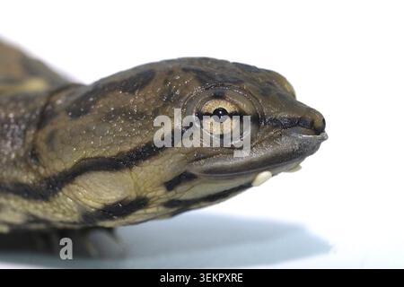 Kopf der juvenilen Geoffroy-Krötenschildkröte (Phrynops geoffroanus), isoliert auf weißem Hintergrund Stockfoto