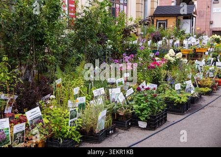 St. Petersburg, Russland - 22. August 2025: Blumen- und Strauchkeimlinge zum Verkauf auf dem Sytny-Markt in St. Petersburg Stockfoto